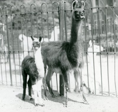 A baby Llama or Cria with its Mother at London Zoo, August 1923 by Frederick William Bond